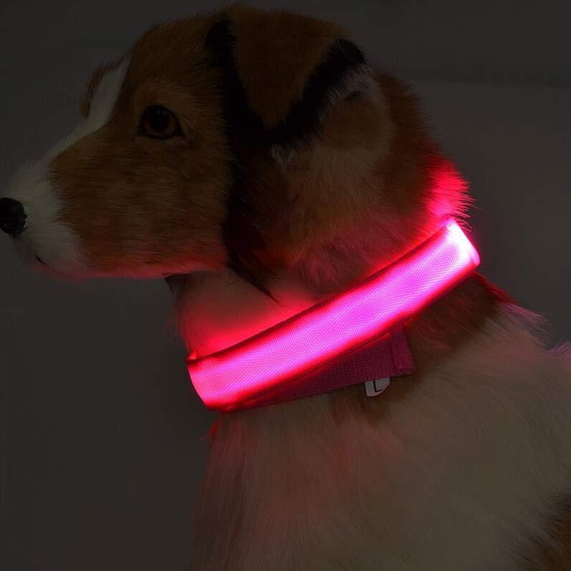 Collier lumineux LED pour chien et chat