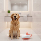 Kit Premium PawAndWalk